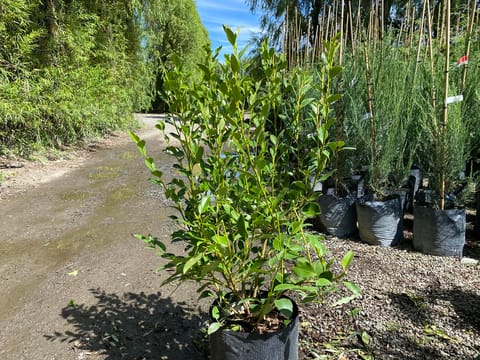 Griselinia littoralis 'Gecko Green'