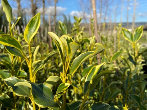 Griselinia littoralis 'Variegata'
