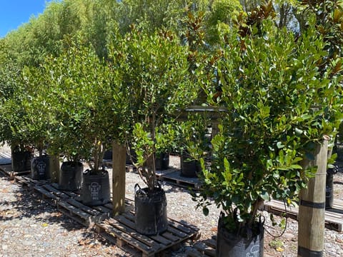 Griselinia littoralis 'Whenuapai'