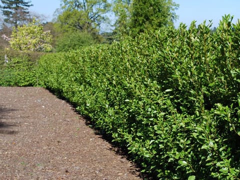Griselinia littoralis