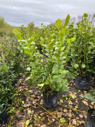 Griselinia lucida (puka) in black planter bags at an outdoor nursery, with upright stems of glossy green leaves above gravel and fallen brown leaves.