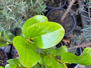 Griselinia lucida (puka) with large, glossy, rounded bright green leaves dotted with water droplets, seen from above among nursery pots.