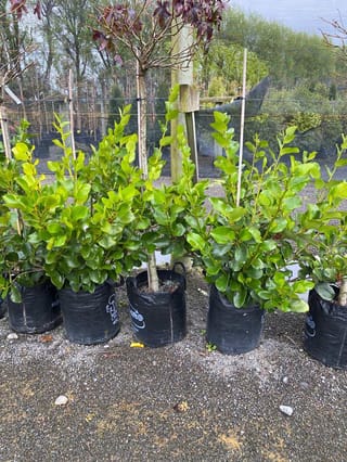 Griselinia lucida (puka) plants in black planter bags on gravel, with glossy green leaves on upright staked stems at a nursery.
