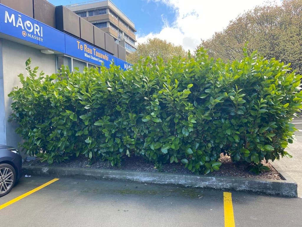 Griselinia lucida (puka) forming a dense, rounded hedge of glossy green leaves in a mulched bed beside a car park and building.