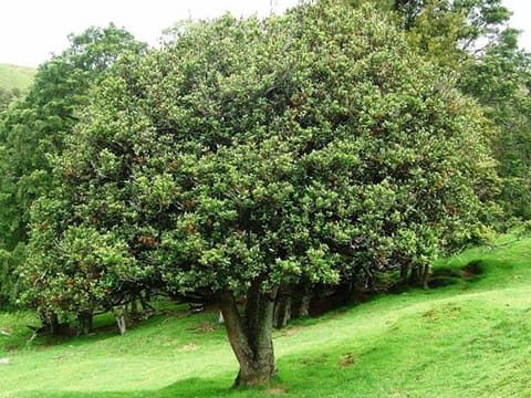 Hedycarya arborea