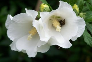 Hibiscus syriacus 'Snowdrift' (Rose of Sharon) with two open white flowers, pale yellow stamens, a bee inside one bloom, and green buds.