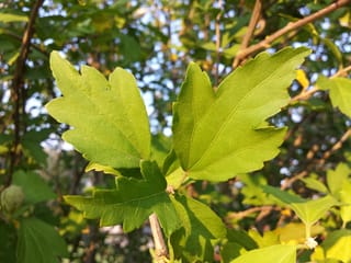 Hibiscus syriacus 'Snowdrift' (Rose of Sharon) foliage, showing toothed, lobed green leaves on slender brown stems, with a small green bud at lower left.