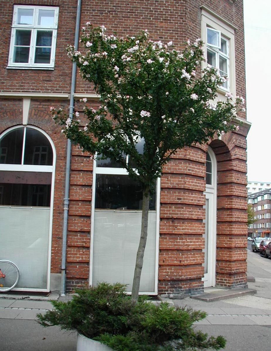 Hibiscus syriacus 'Snowdrift' (Rose of Sharon) trained as a single-stem standard, with pale pink-white flowers, planted on a street beside a red brick building.