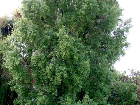 Hoheria angustifolia
