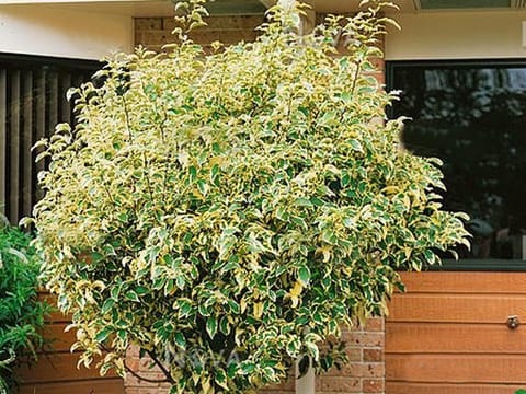 Hoheria populnea 'Alba Variegata'