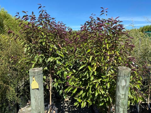 Hoheria populnea 'Purple Wave'