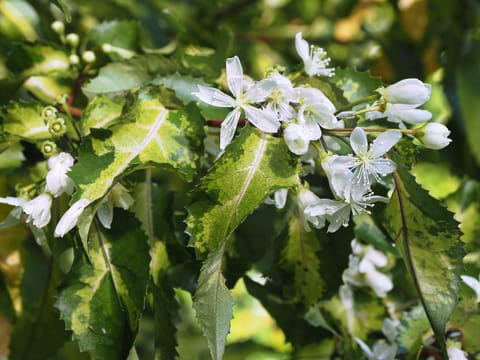 Hoheria populnea 'Variegata'