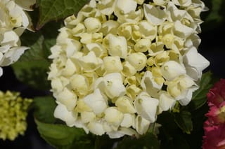 Hydrangea macrophylla 'Agnes Pavelli' (Big Leaf Hydrangea) with a rounded mophead of creamy white blooms, surrounded by dark green leaves and other plants.