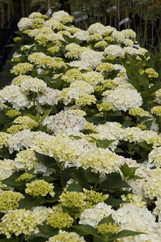 Hydrangea macrophylla 'Agnes Pavelli' (Big Leaf Hydrangea) in a nursery row, with rounded white and lime-green mophead flowers above dark green leaves.
