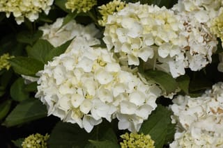 Hydrangea macrophylla 'Agnes Pavelli' (Big Leaf Hydrangea) with rounded creamy-white mophead flower heads, some tinged yellow-green, among dark green toothed leaves.