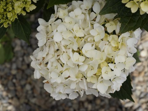 Hydrangea macrophylla 'Agnes Pavelli'