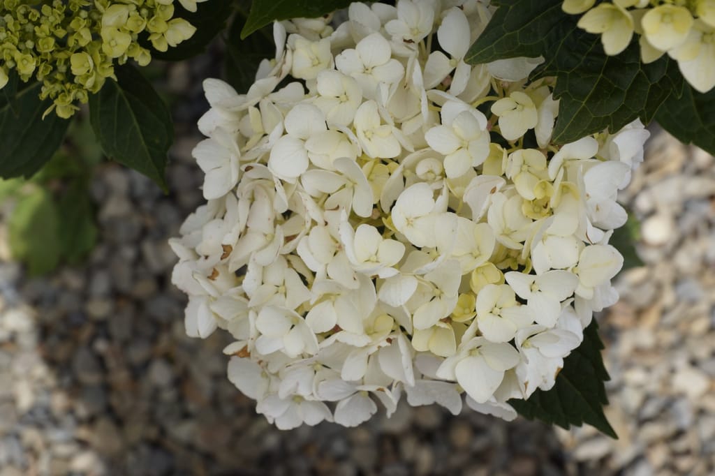 Hydrangea macrophylla 'Agnes Pavelli' (Big Leaf Hydrangea) with a rounded white mophead flower cluster, dark green leaves and green buds above gravel.