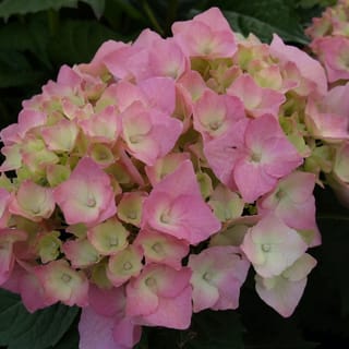 Hydrangea macrophylla 'Brilliant' (Big Leaf Hydrangea) mophead flowerhead with soft pink florets, green centres and pale edges, set against dark green foliage.