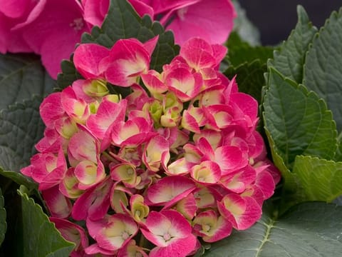 Hydrangea macrophylla 'Brilliant'