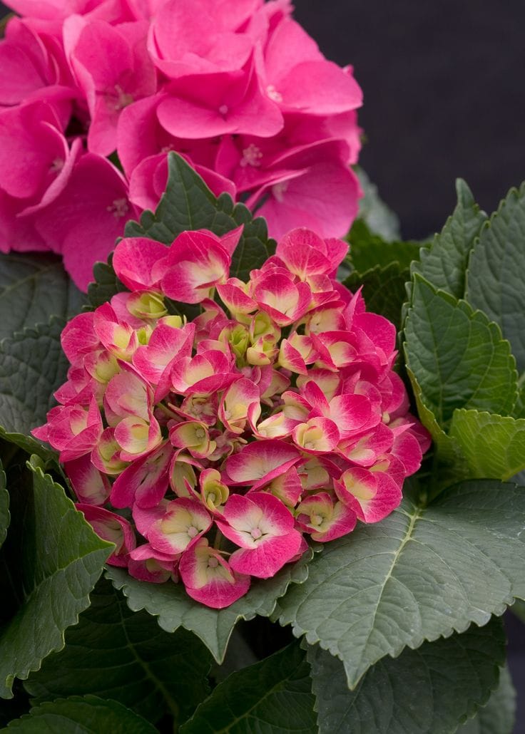 Hydrangea macrophylla 'Brilliant' (Big Leaf Hydrangea), a rounded mophead of pink flowers with pale green-cream centres, surrounded by dark green toothed leaves.