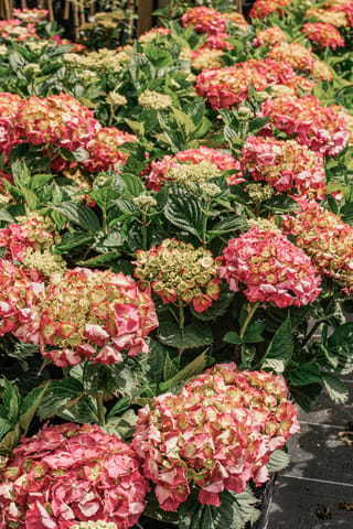 Hydrangea macrophylla 'Brilliant' (Big Leaf Hydrangea) in pots, with rounded mophead flowerheads in pink and red with green-cream centres among dark green toothed leaves.