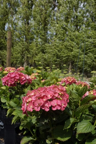 Hydrangea macrophylla 'Brilliant' (Big Leaf Hydrangea) with rounded pink-red mophead flowers and green toothed leaves, growing in black planter bags with tall trees behind.