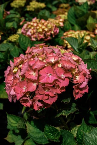 Hydrangea macrophylla 'Brilliant' (Big Leaf Hydrangea) with a rounded mophead of deep pink-red flowers, surrounded by toothed green leaves and other flowerheads.