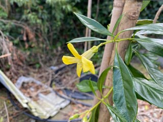 Hymenosporum flavum (Australian Frangipani) with a single yellow tubular flower and glossy dark green leaves beside a trunk, in a garden setting.
