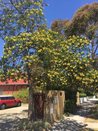 Hymenosporum flavum (Australian Frangipani) in full bloom, a street tree with clusters of yellow flowers over green foliage beside a brick gate pillar.