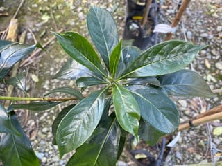 Hymenosporum flavum (Australian Frangipani) shoot tip with glossy dark green leaves radiating from the stem, above gravel and potted plants.
