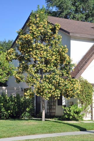 Hymenosporum flavum (Australian Frangipani) in full bloom, a slender tree covered in golden-yellow flowers, growing on a lawn in front of a house.