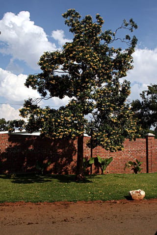 Hymenosporum flavum (Australian Frangipani), a tall tree covered in clusters of yellow flowers, growing on a lawn in front of a red brick wall.