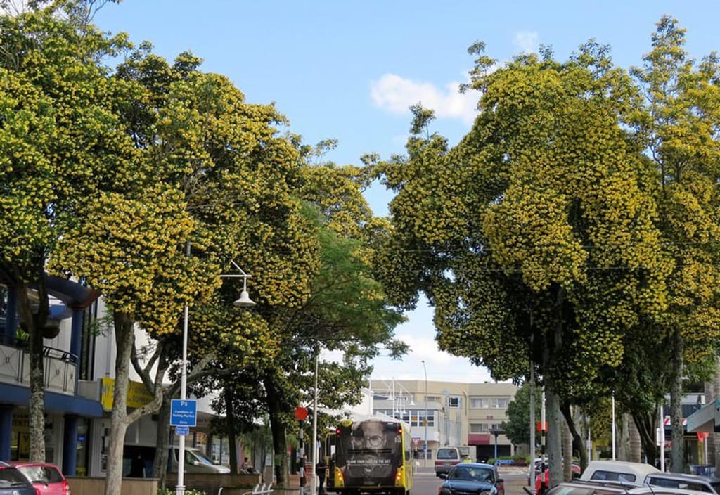 Hymenosporum flavum (Australian Frangipani) trees covered in golden-yellow flowers lining a town street, with shopfronts, a bus and parked cars below.