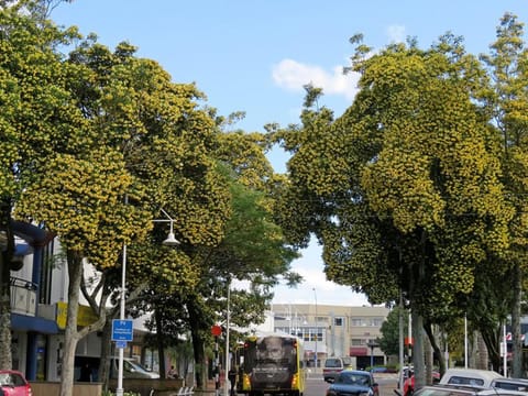 Hymenosporum flavum