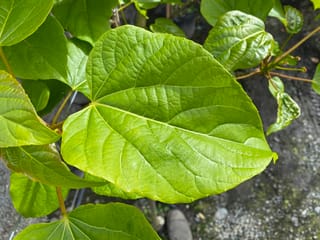 Idesia polycarpa 'Female' (igiri tree) foliage, showing large heart-shaped bright green leaves with prominent veins on reddish-brown stalks, above gravel.