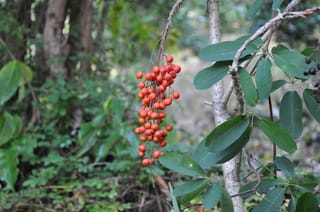 Idesia polycarpa 'Female' (Igiri Tree) with a hanging cluster of orange-red berries beside dark green oval leaves, set against leafy woodland.