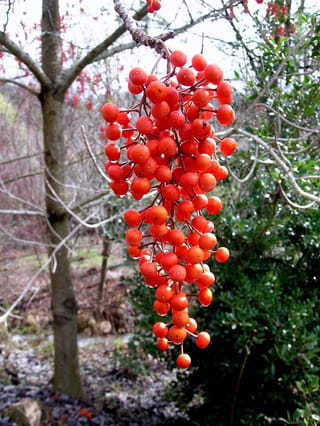 Idesia polycarpa 'Female' (igiri tree) with a large pendulous cluster of bright red-orange berries hanging from a bare branch beside a slender trunk.