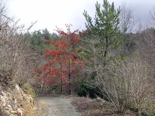 Idesia polycarpa 'Female' (Igiri Tree), a slender deciduous tree with pendulous clusters of red fruit, beside a gravel path with bare shrubs and a pine.