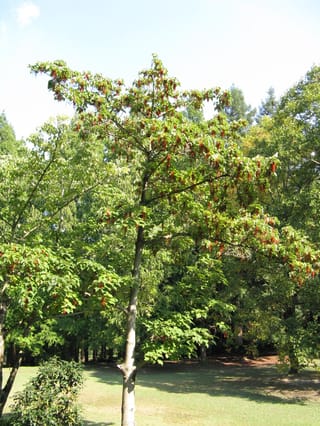 Idesia polycarpa 'Female' (igiri tree) with a slender trunk and tiered branches, hung with red berry clusters among green leaves in a park.