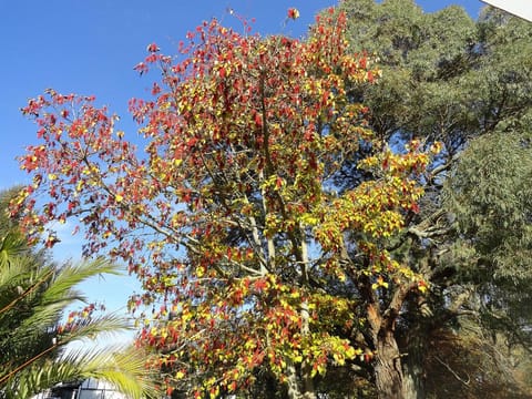 Idesia polycarpa 'Female'
