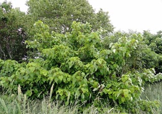 Idesia polycarpa 'Male' (igiri tree) in leaf, with tiered branches of broad heart-shaped green leaves, growing among tall grasses and other trees.