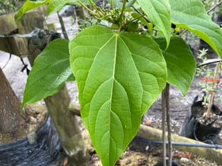 Idesia polycarpa 'Male' (igiri tree) with a large heart-shaped green leaf showing prominent veins, and small green flower buds at the stem tip in a nursery.