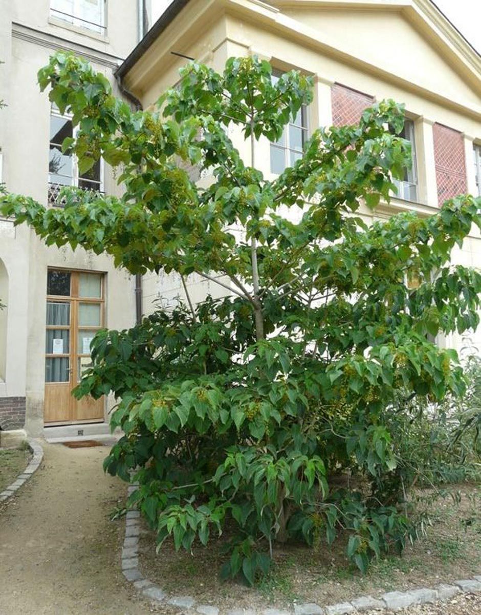 Idesia polycarpa 'Male' (Igiri Tree) with tiered branches and large heart-shaped green leaves, growing in a garden bed beside a cream building.
