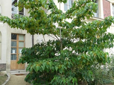 Idesia polycarpa 'Male'