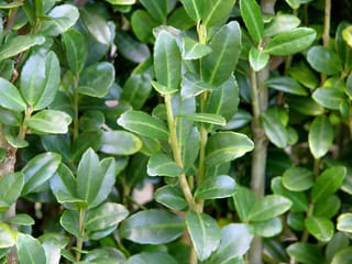 Close-up of Ilex crenata 'Sky Pencil' (Japanese Holly) showing dense, glossy dark green oval leaves on upright greenish-brown stems.