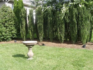 Ilex crenata 'Sky Pencil' (Japanese Holly), a row of narrow dark green columnar shrubs in mulched garden beds behind a lawn with a stone birdbath.