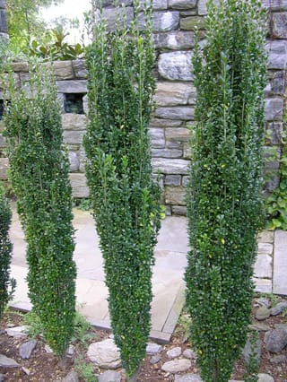 Ilex crenata 'Sky Pencil' (Japanese Holly), three narrow columnar shrubs with dense, small dark green leaves, planted in front of a stone wall and paving.