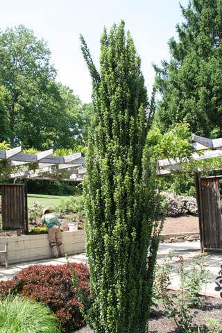 Ilex crenata 'Sky Pencil' (Japanese Holly), a tall, narrow columnar shrub with small dark green leaves, growing in a paved garden beside a timber pergola.