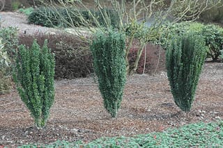 Three Ilex crenata 'Sky Pencil' (Japanese Holly) shrubs with narrow, upright dark green columns, planted in bark mulch in a garden bed.
