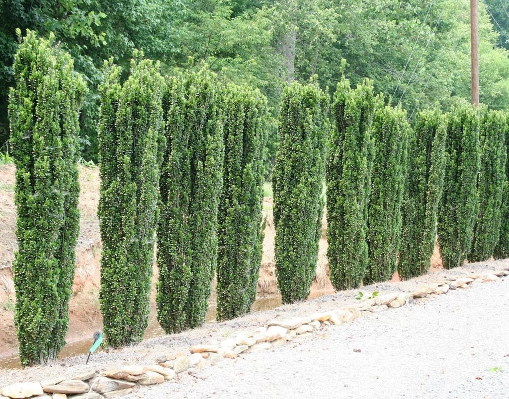 Ilex crenata 'Sky Pencil' (Japanese Holly) planted in a row, forming narrow dark green columns beside a gravel drive edged with stones.